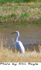 Bosque del Apache